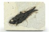 Detailed Fossil Fish (Knightia) - Wyoming #356772-1